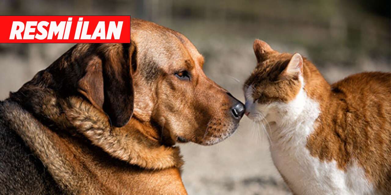 Yetişkin Köpek Maması Satın Alınacak Resmi İlan
