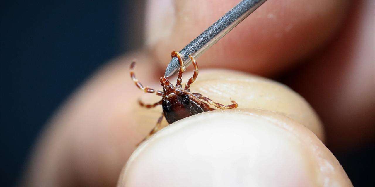 Kırıkkale'de korkulu rüya geri geldi: Aman dikkat!