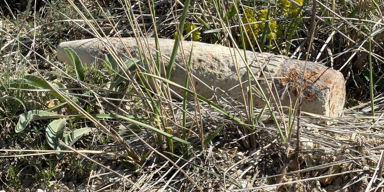 Mantar ararken patlamamış top mermisi buldu