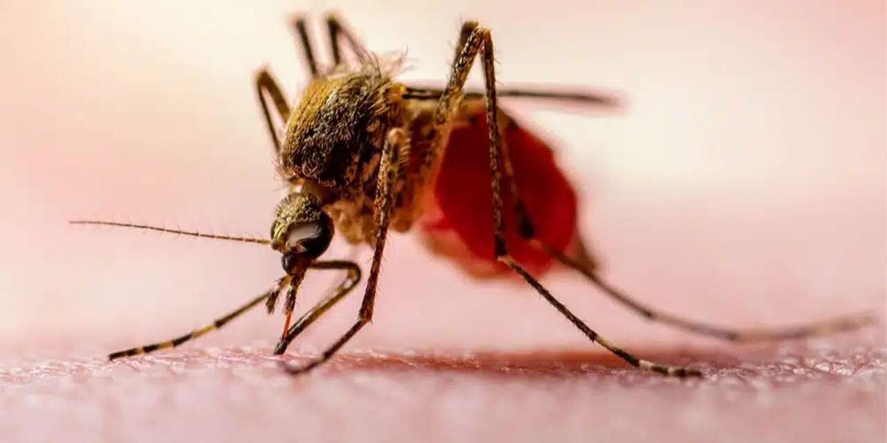 Kırıkkaleliler dikkat! Nijerya ve Afrika’dan geliyor!