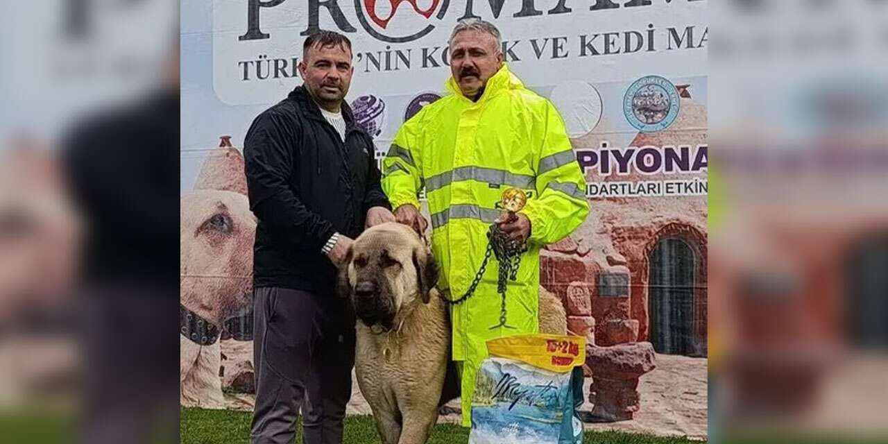 Konya’da Kırıkkale damgası: Cins köpekler birinci oldu