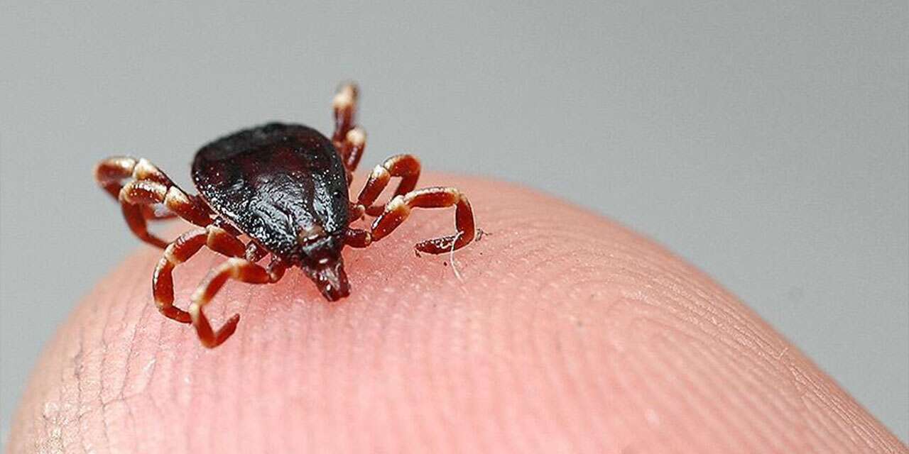 Kırıkkale’de korkutan tehlike: 12 saat boyunca kan emiyor