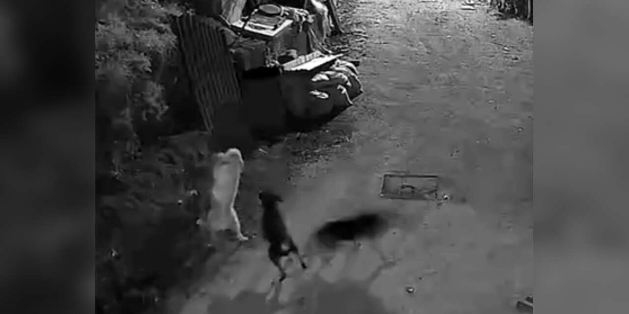 Kurtlar, indikleri köyde köpeği boğdu