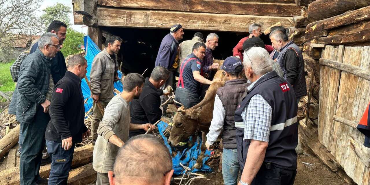 Ahır göçüğünde can pazarı: Hayvanlar enkaz altında kaldı