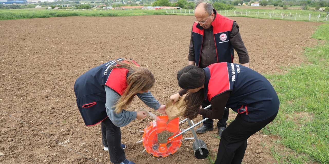 Kırıkkale'de kadın çiftçiler için yeni proje: Yem karpuzu