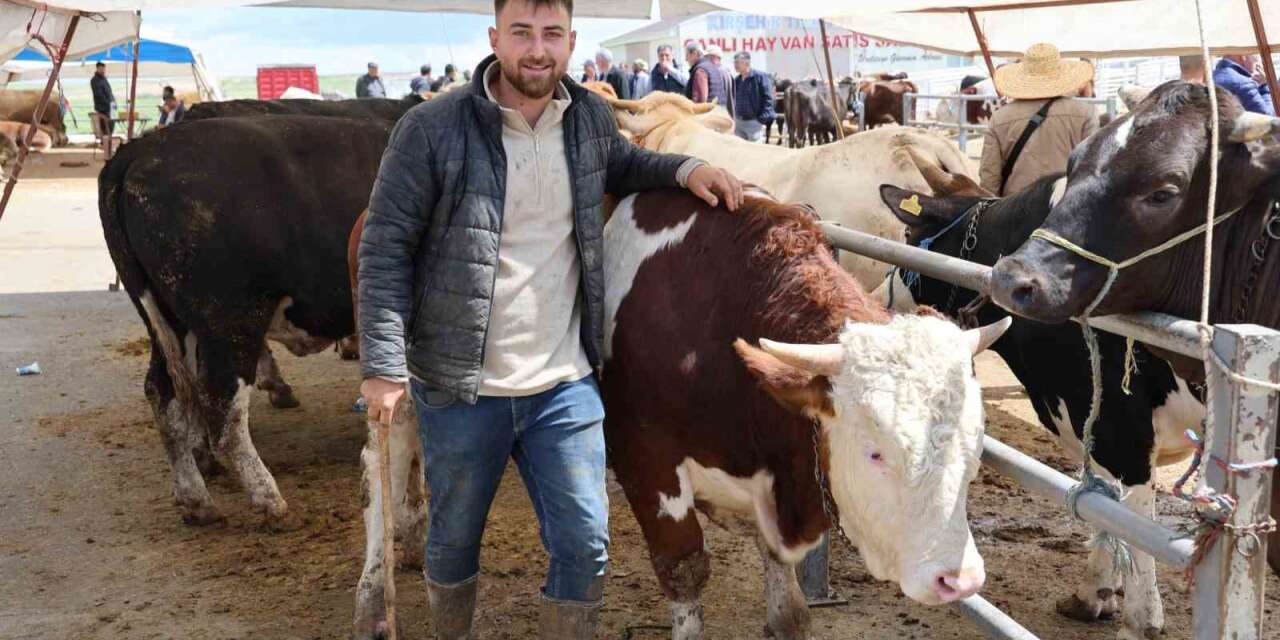 Otomobil fiyatına inek: Tam 830 kilo