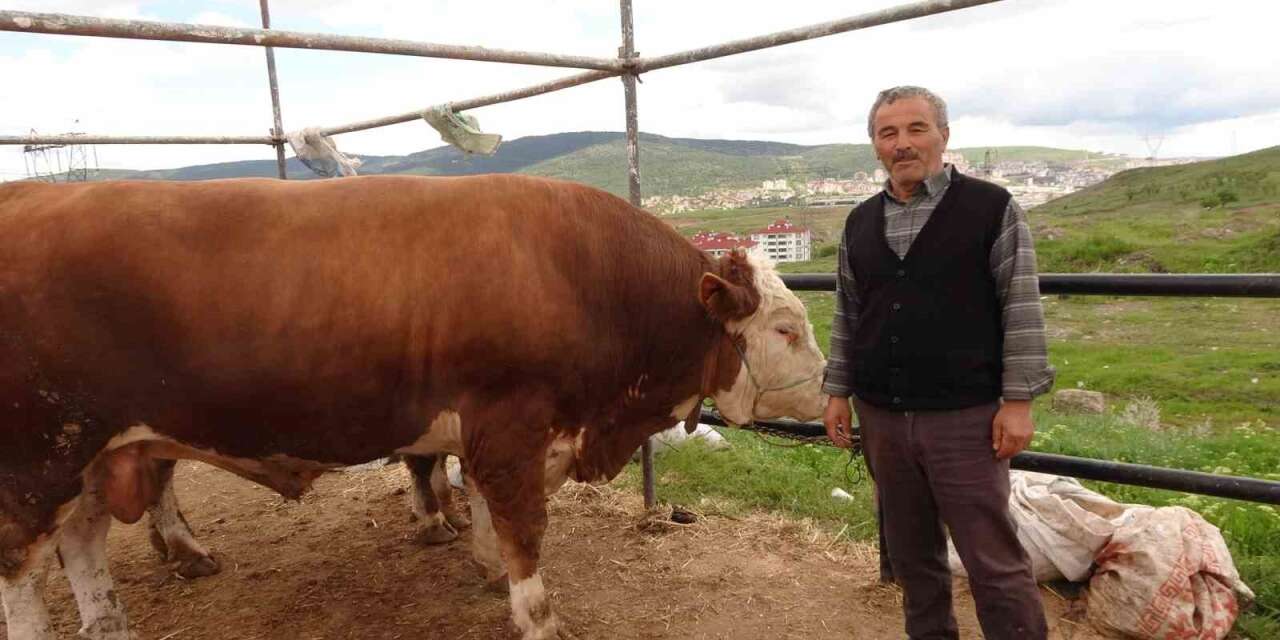 Yozgat hayvan pazarında kurbanlıklar alıcısını bekliyor