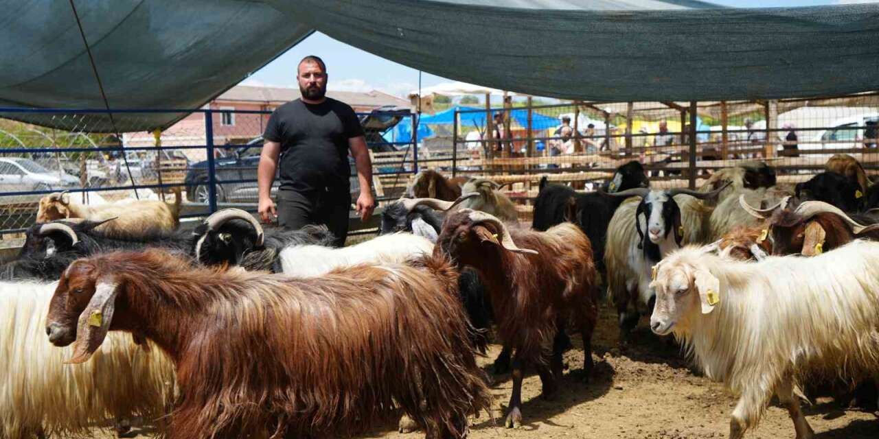 Kurbanlıklar alıcı buldu, yetiştirici bayrama mutlu girdi