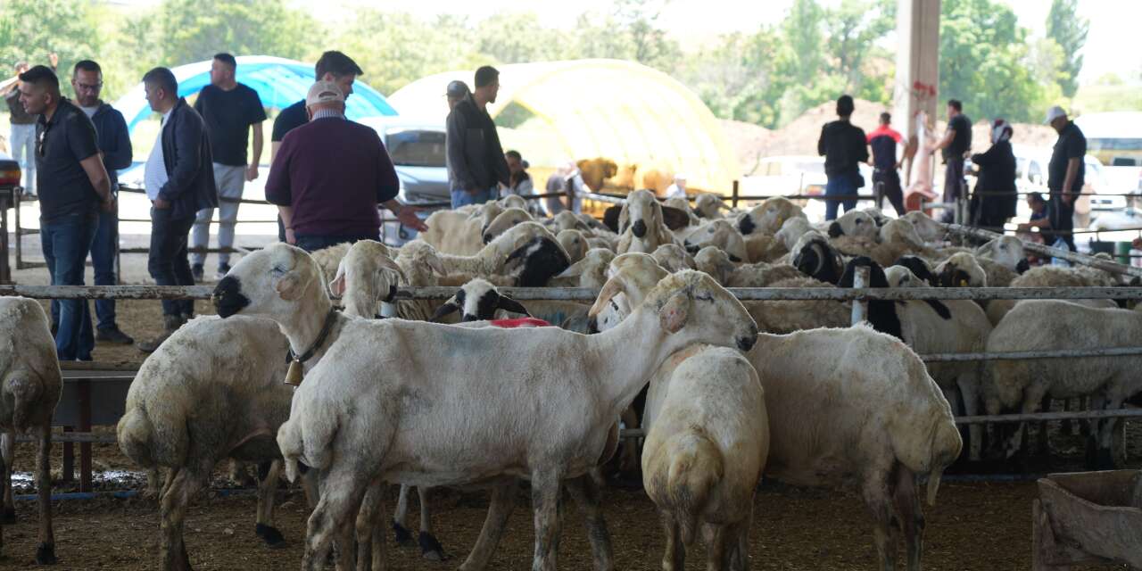 Kurbanlıklar alıcı buldu, yetiştirici bayrama mutlu girdi