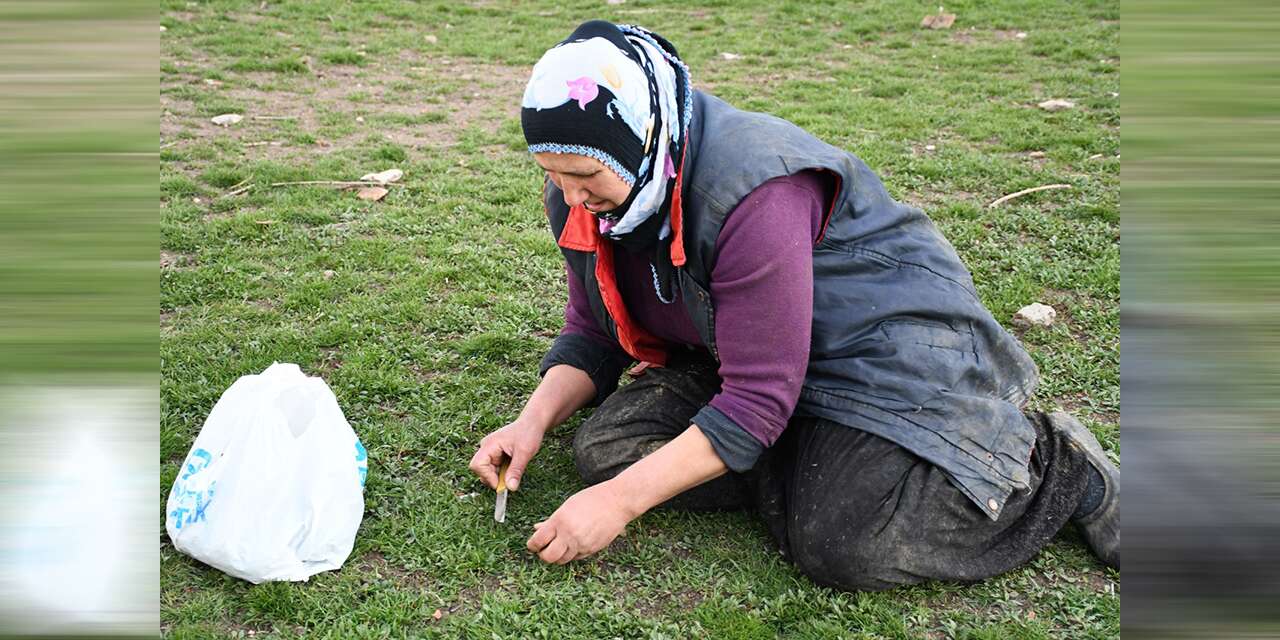 Herkes bu lezzetin peşinde: Toplaması zor, yemesi lezzetli