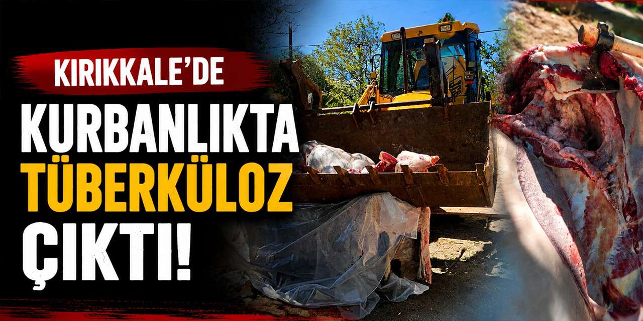 Kurbanlıkta Tüberküloz çıktı! Ekipler imha etti!