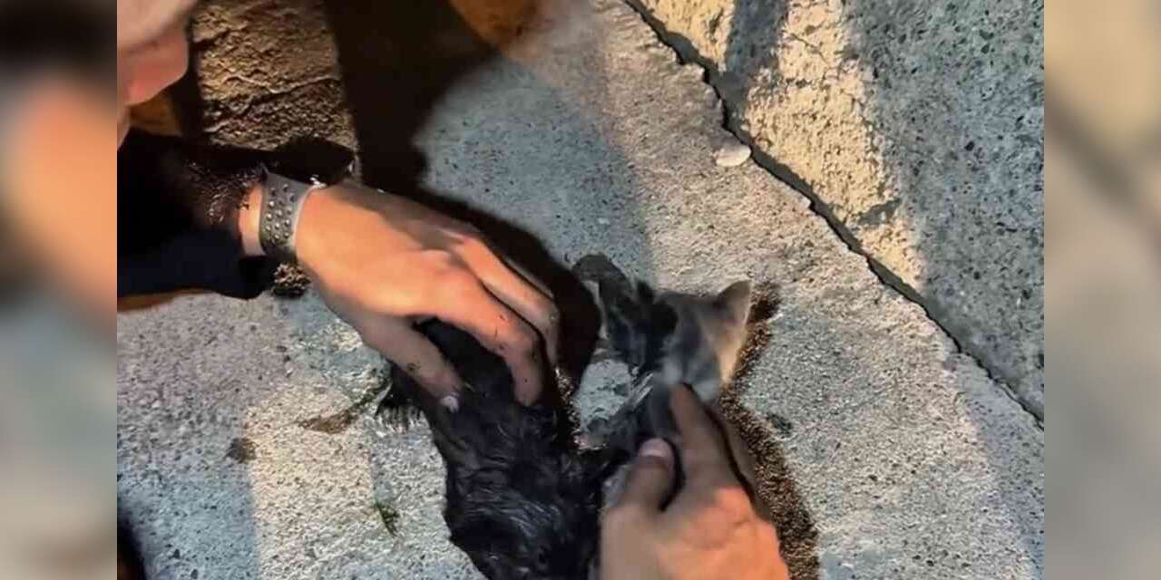 Yangında mahsur kalan kedileri itfaiye ekipleri kurtardı