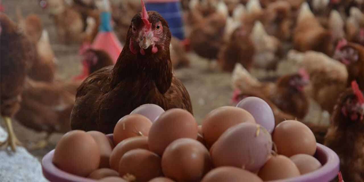 TÜİK açıkladı: 236 bin 310 ton tavuk yumurtası üretildi