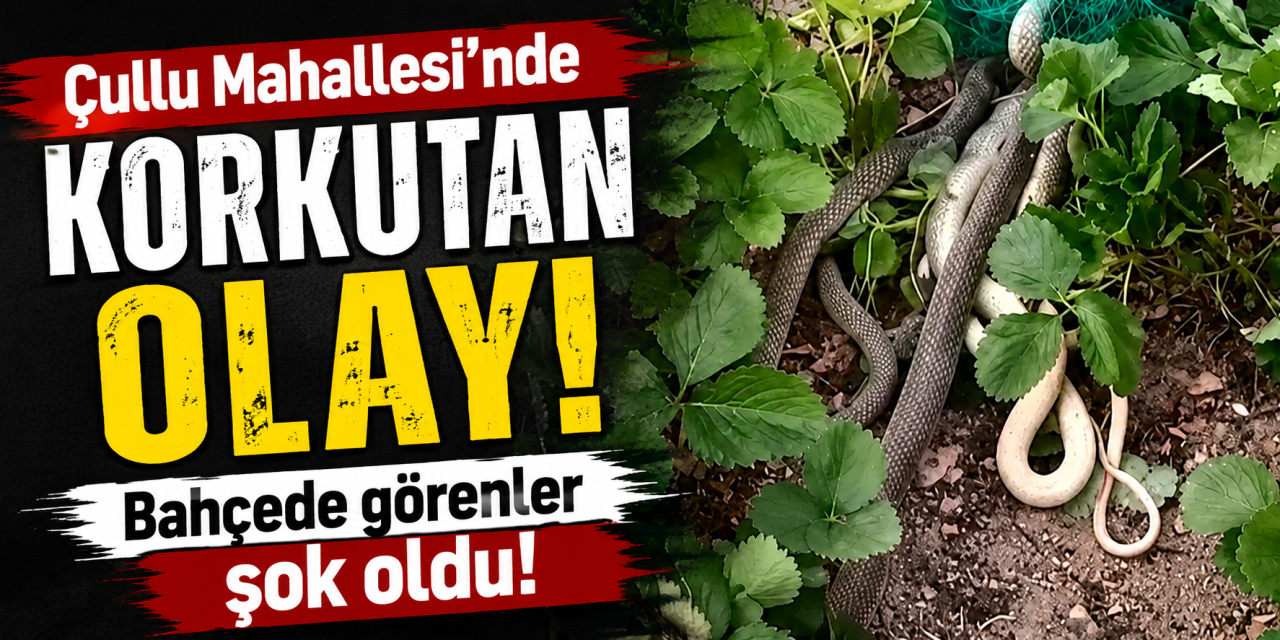 Çullu Mahallesi'nde bahçede görenler korku yaşadı!