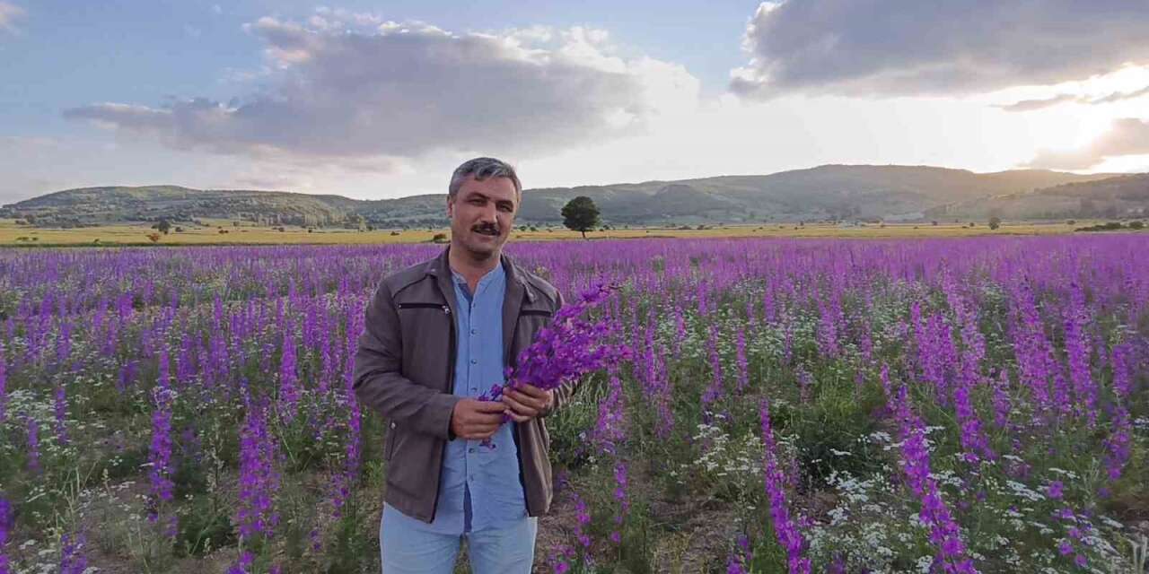 Tarlalar mora boyandı, çiçekler resim tablosunu andırdı