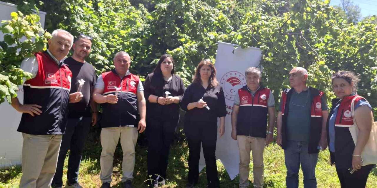 Kahverengi kokarcaya karşı samuray arısı doğaya salındı