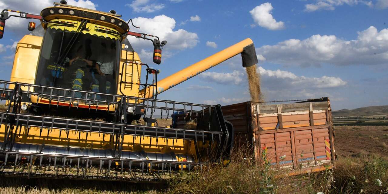 Arpa hasadı bereketiyle başladı: Geçen yıla göre rekolte yüksek
