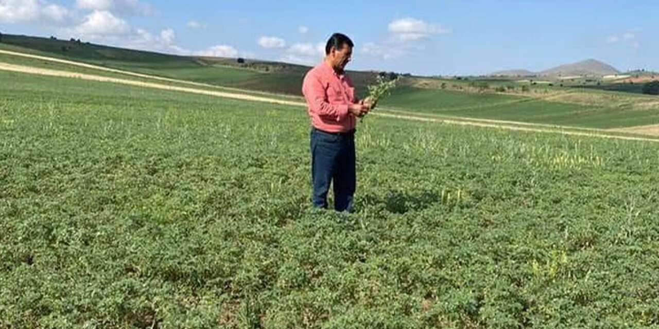 Kırıkkale’de nohut üretimi bu yıl yüzleri güldürecek