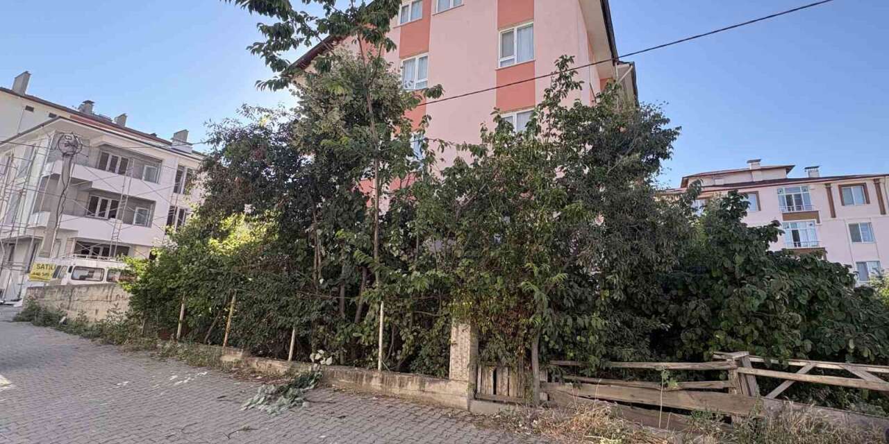 Ihlamur ağacından düşen emekli öğretmen yaralandı