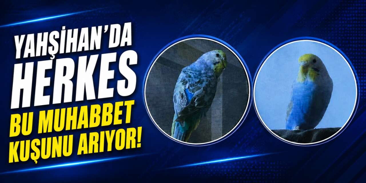 Yahşihan’da herkes bu muhabbet kuşunu arıyor!