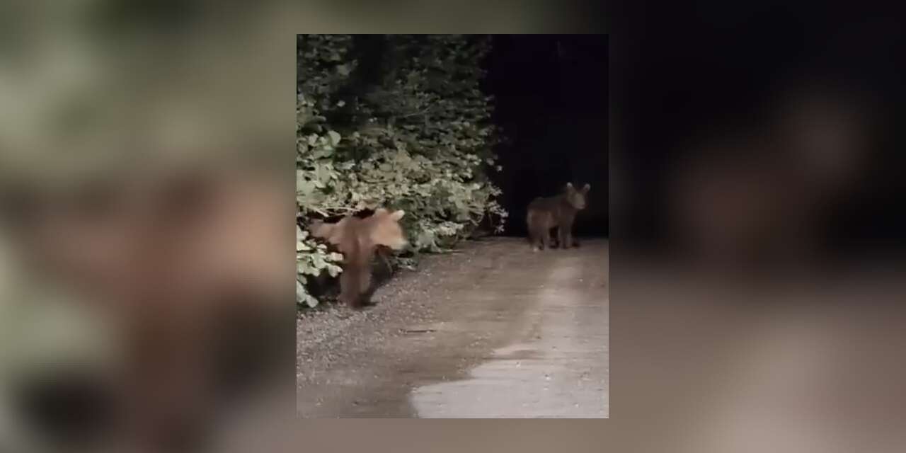 Gece yarısı ayılarla karşılaşan vatandaşlar panik yaşadı