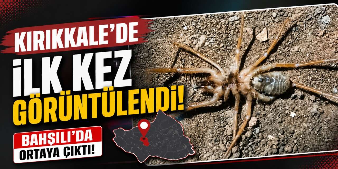 Kırıkkale'de ilk kez görüntülendi! Bahşılı'da ortaya çıktı!