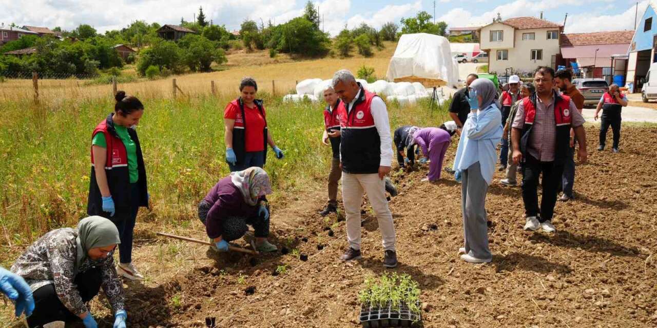 Kastamonu'da tarımda bir ilk: Üniversite serasında üretiliyor