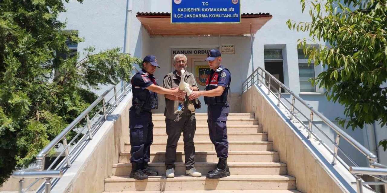 Yaralı leylek tedavi altına alındı
