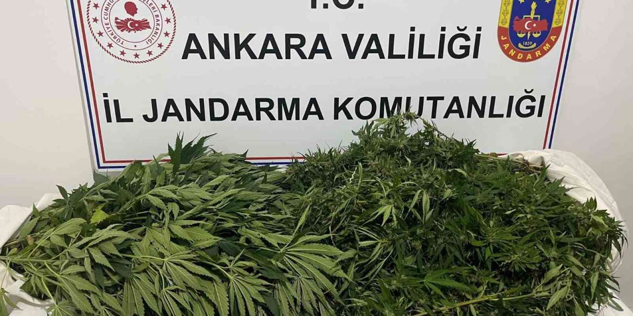 Ankara’daki narkotik operasyonunda 150 kök kenevir ele geçirildi