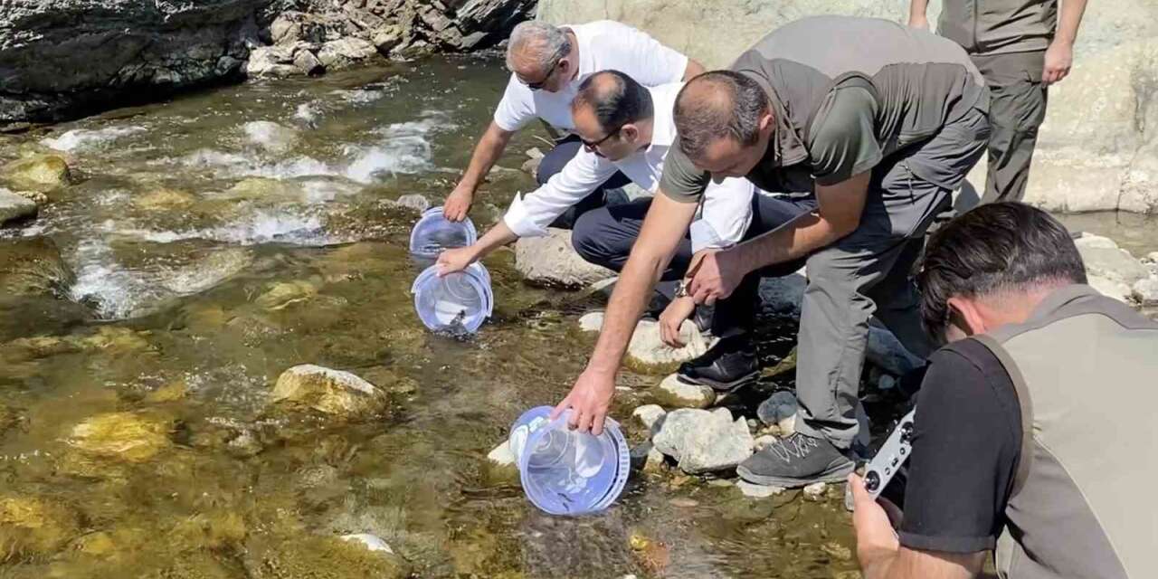 İki sel felaketinden etkilenen İlişi Çayı’na 15 bin alabalık salındı