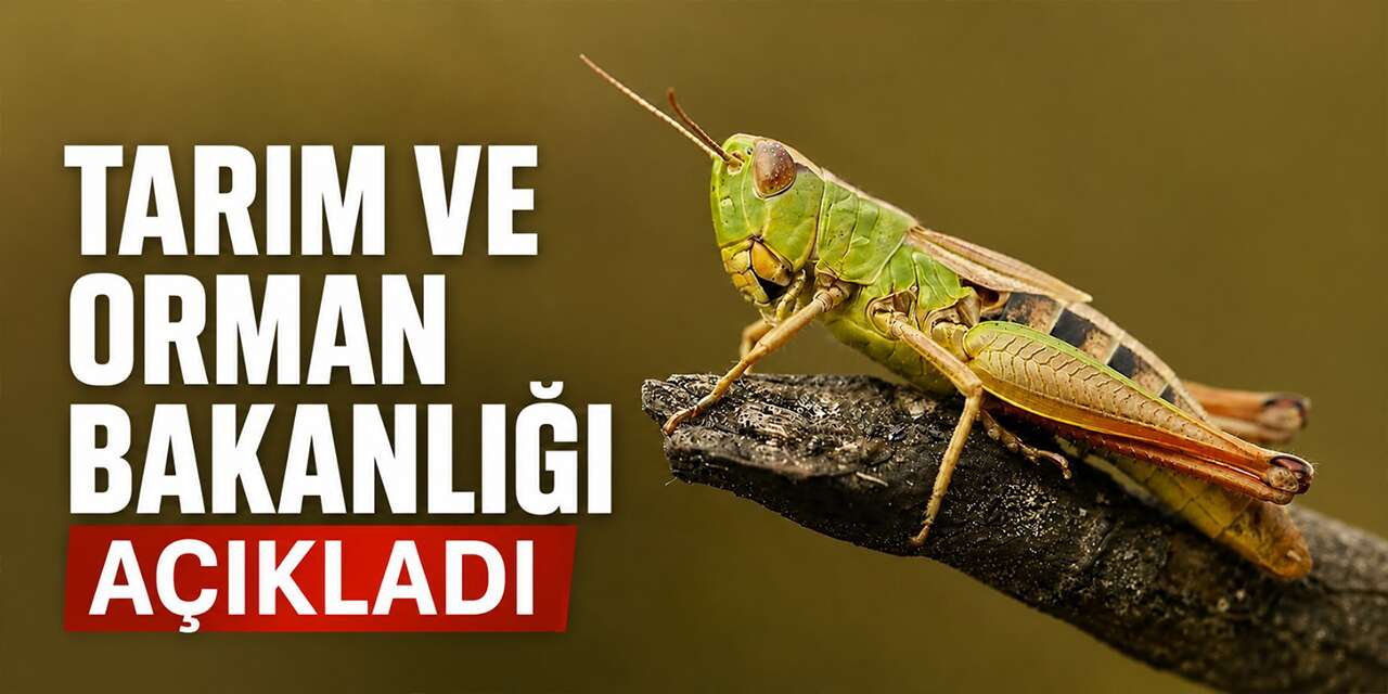 Tarım Bakanlığı çekirge istilası hakkında açıklama yaptı