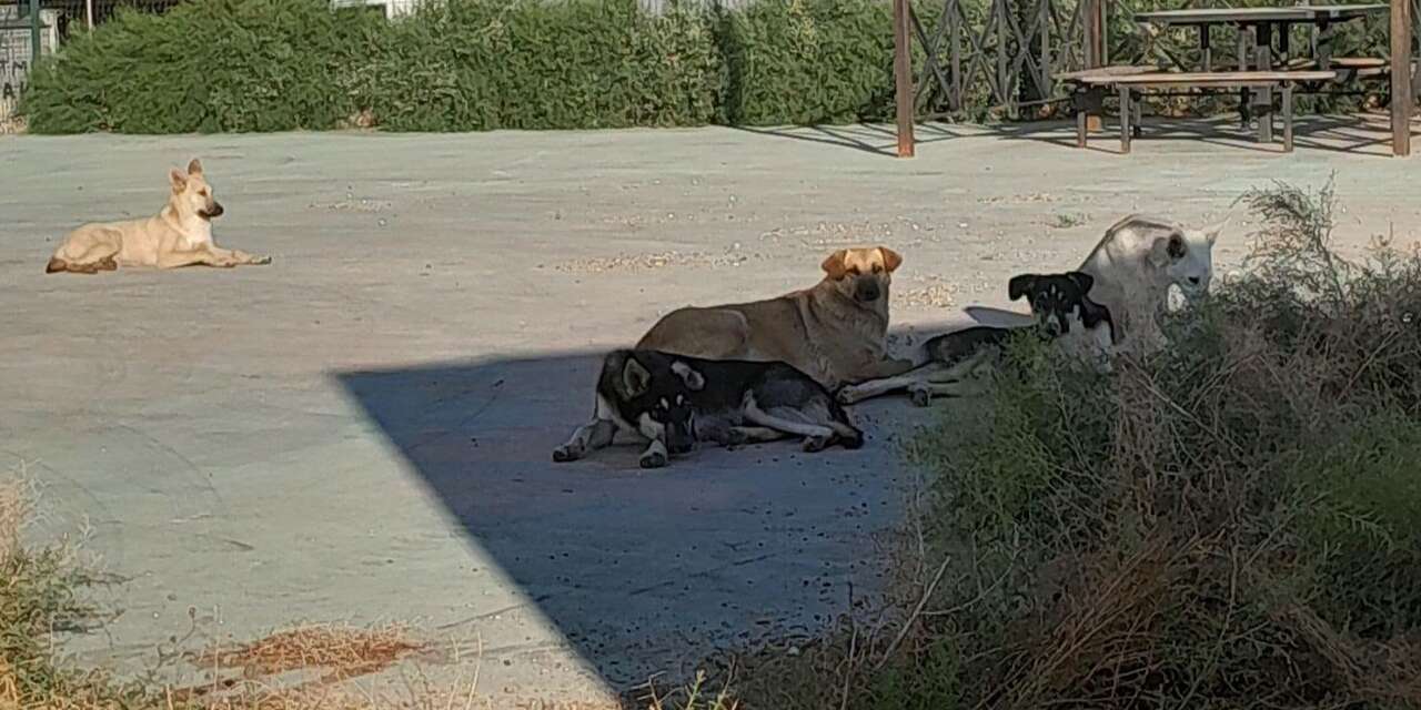 Bahşılı’da sokak köpeği alarmı! Vatandaşlar tedirgin!