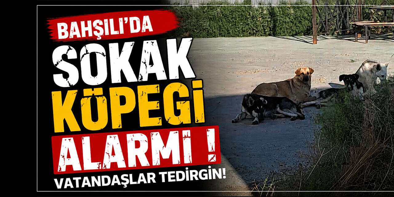 Bahşılı’da sokak köpeği alarmı! Vatandaşlar tedirgin!