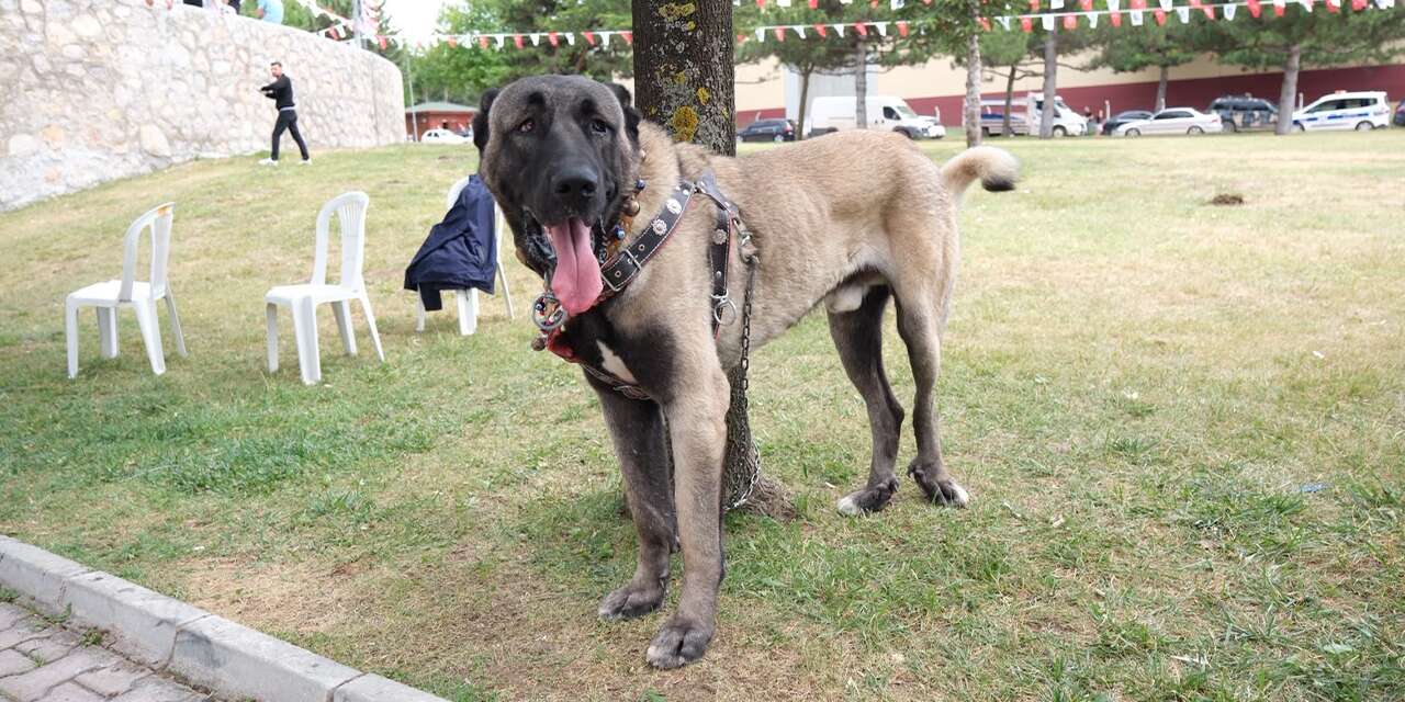 Kırıkkale’nin Türk çoban köpekleri görücüye çıktı