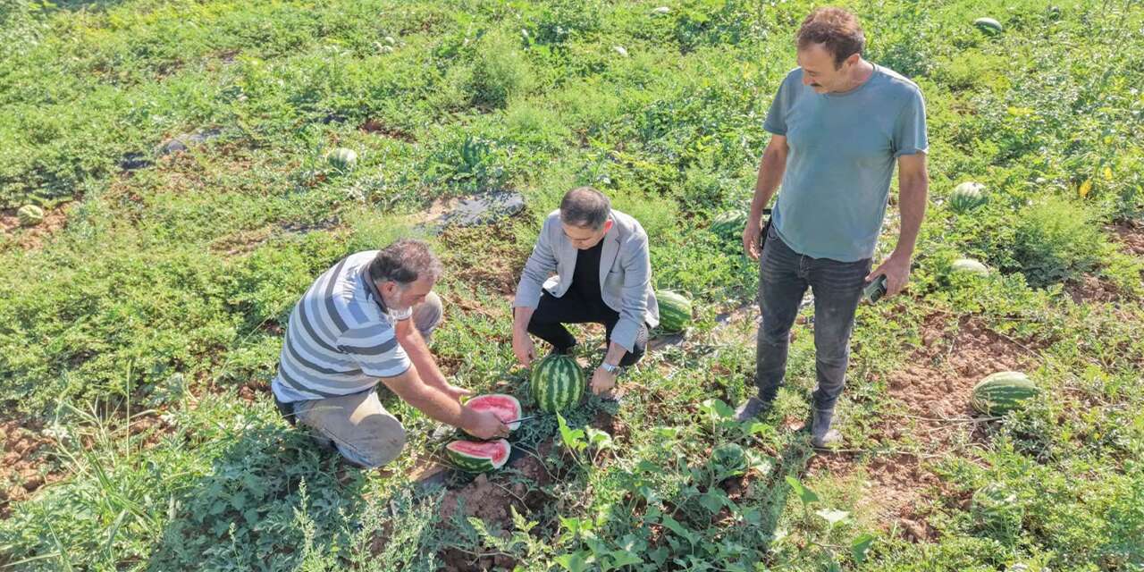 Delice’de ilk karpuz tarladan çıktı! Lezzeti damak çatlatır