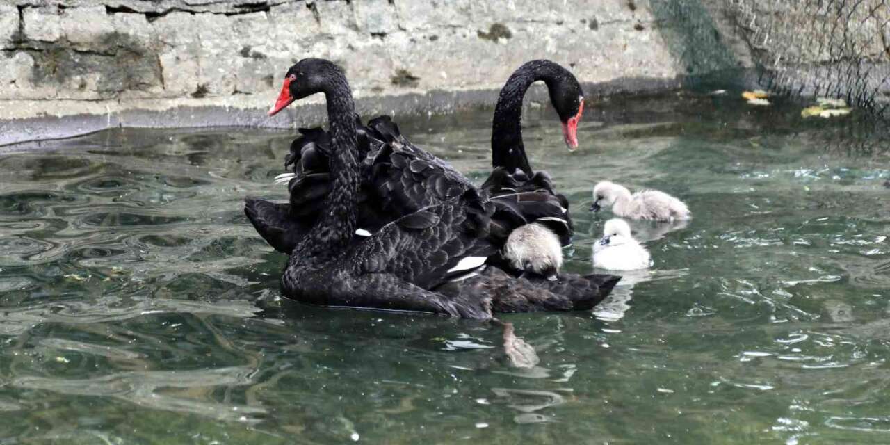 Kuğulu Park yavru kuğularıyla ilgi çekiyor