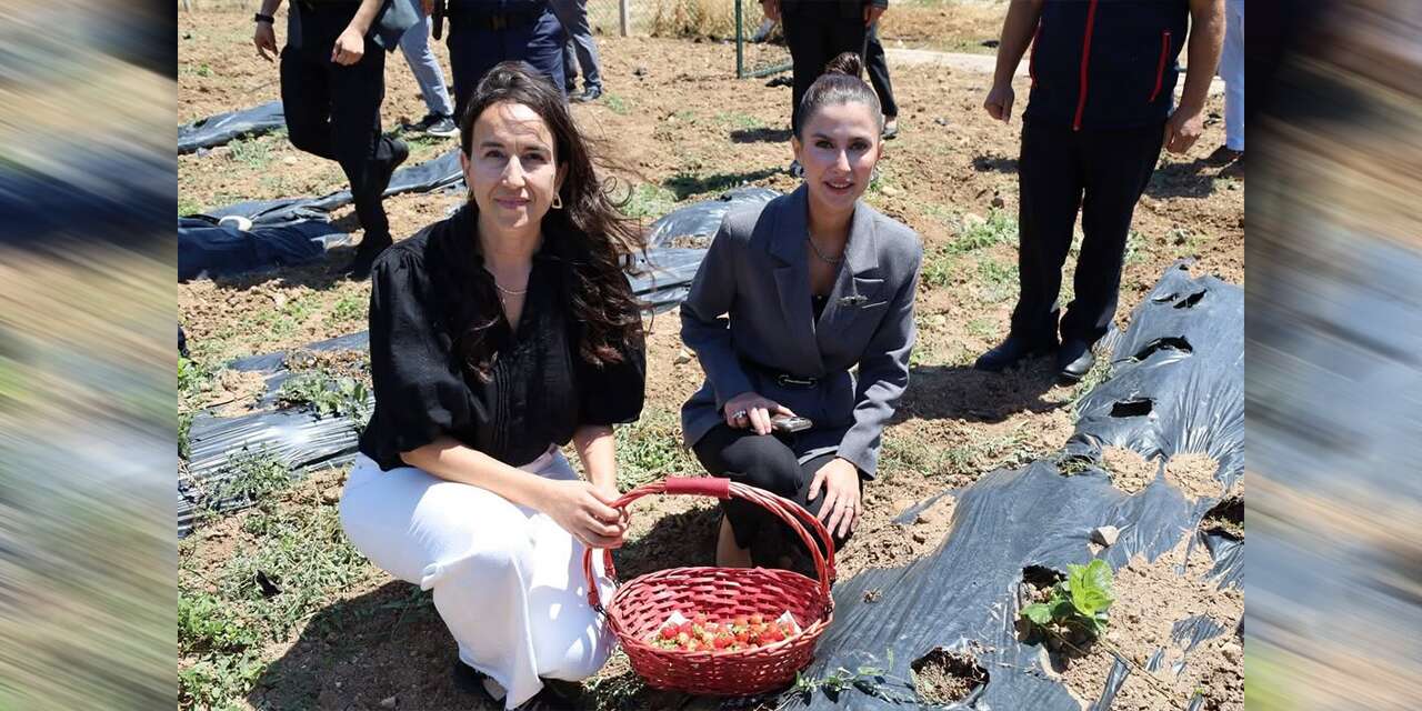 Kadın üreticilere tam destek: Lavanta ve çilek ektiler
