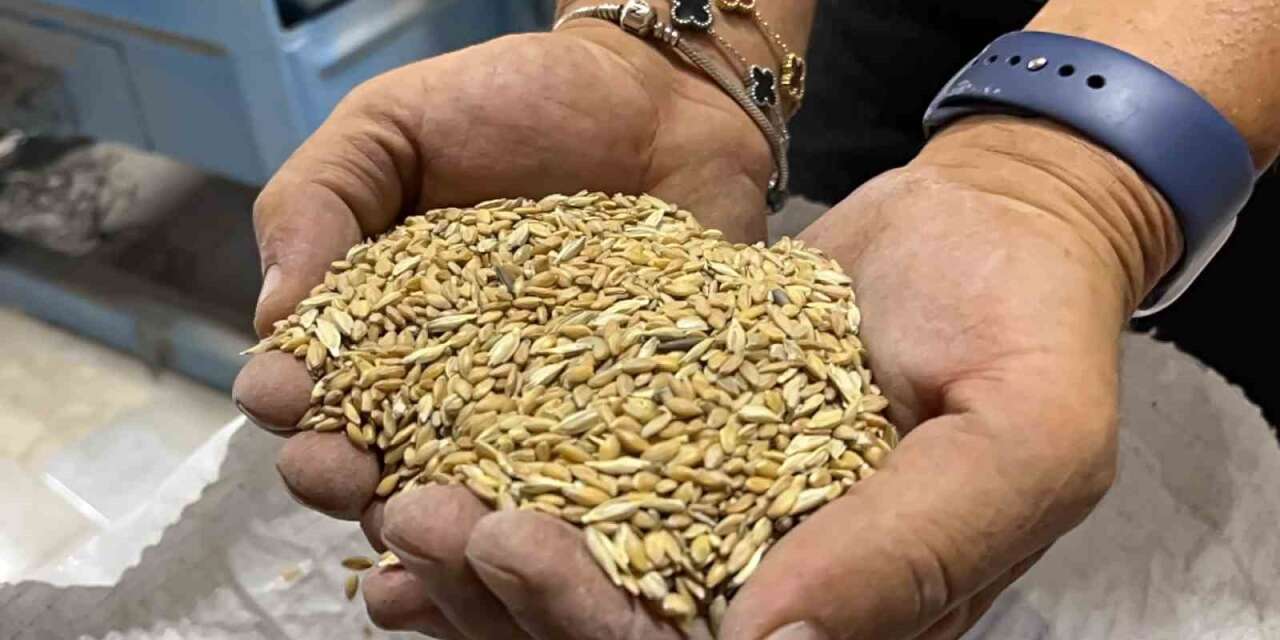 Coğrafi işaretli siyez buğdayına ilgi artıyor