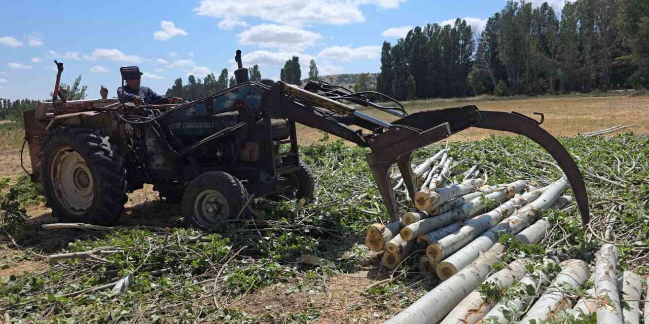 Gelin kavağından inşaat kerestesine: Anadolu’nun 30 yıllık birikim ağacı kavak