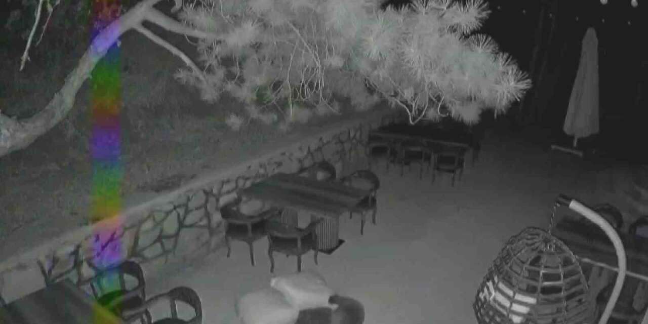 Ayı yavrularının sevimli halleri güvenlik kamerasına yansıdı