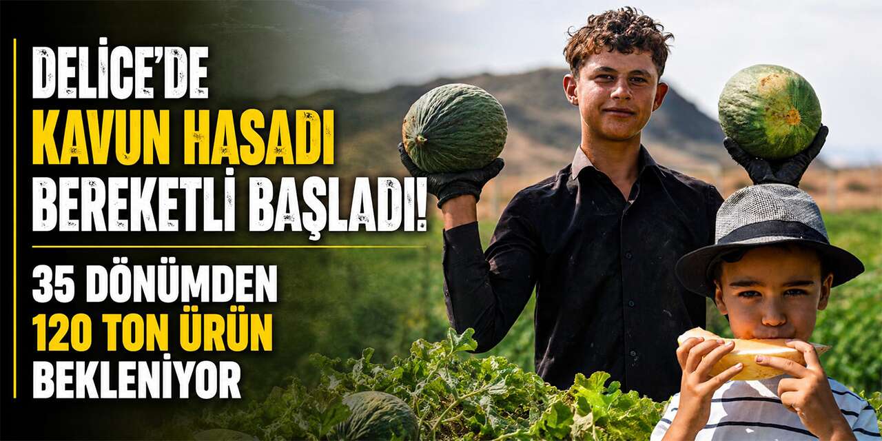 Delice’de Kavun Hasadı Bereketli Başladı! 35 Dönümden 120 Ton Ürün Bekleniyor