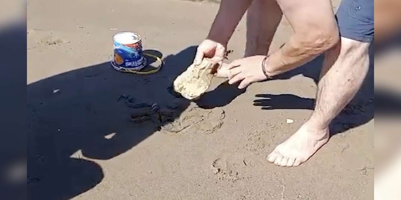 Plajda görülen yılan vatandaşlara panik yaşattı