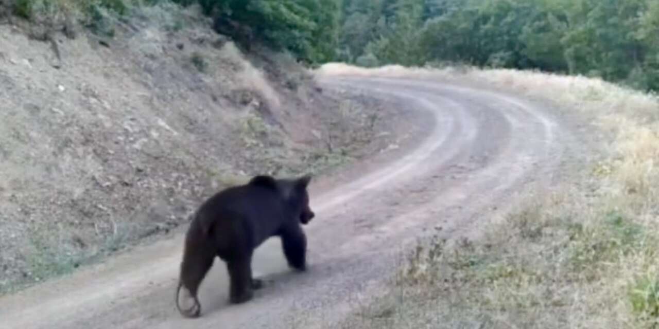 Ormanda yiyecek arayan ayı kamerada