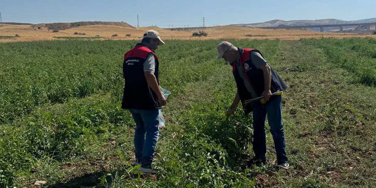 Sofralara gitmeden denetleniyor! Hasat öncesi pestisit alarmı