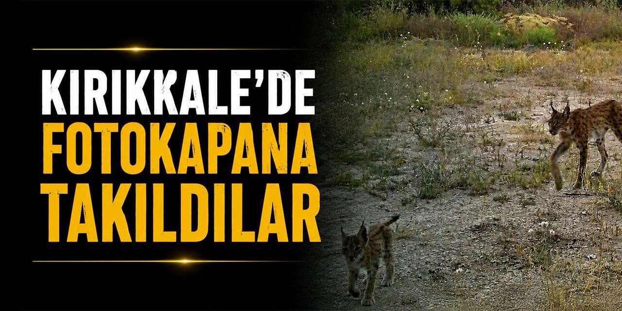 Kırıkkale’de fotokapana takıldılar! Vaşak yavrularının sevimli anları mest etti