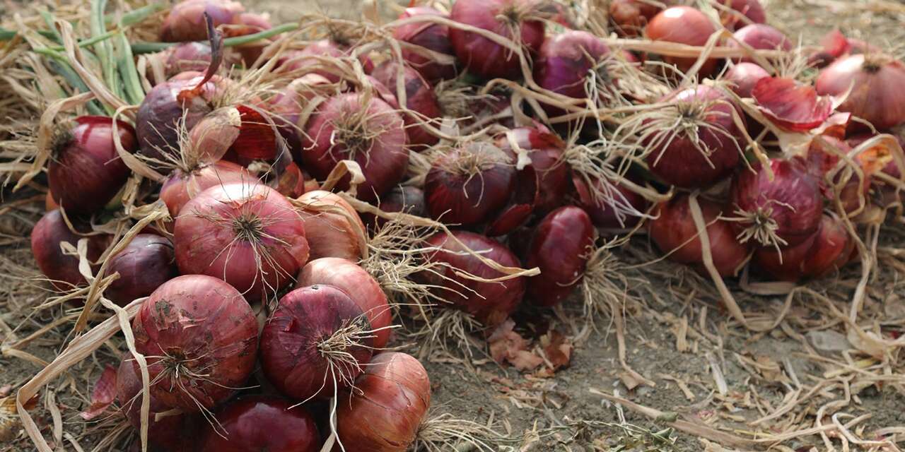 Türkiye bu soğanı tüketiyor: Hasat zamanı başladı