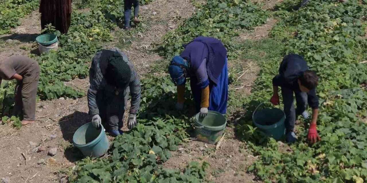Turşu ustalarının son hazırlığı: Çubuk’ta festival heyecanı başladı