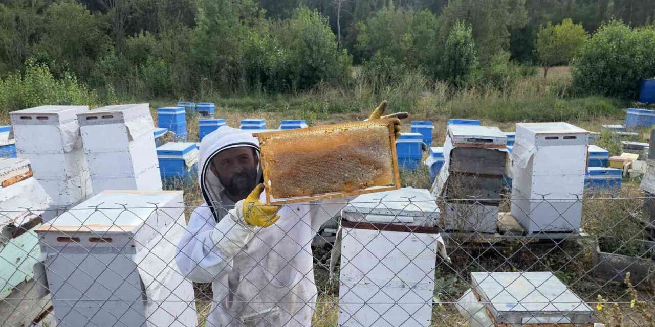 Hobi olarak 3 kovanla başladı, şimdi 250 arı kovanı var