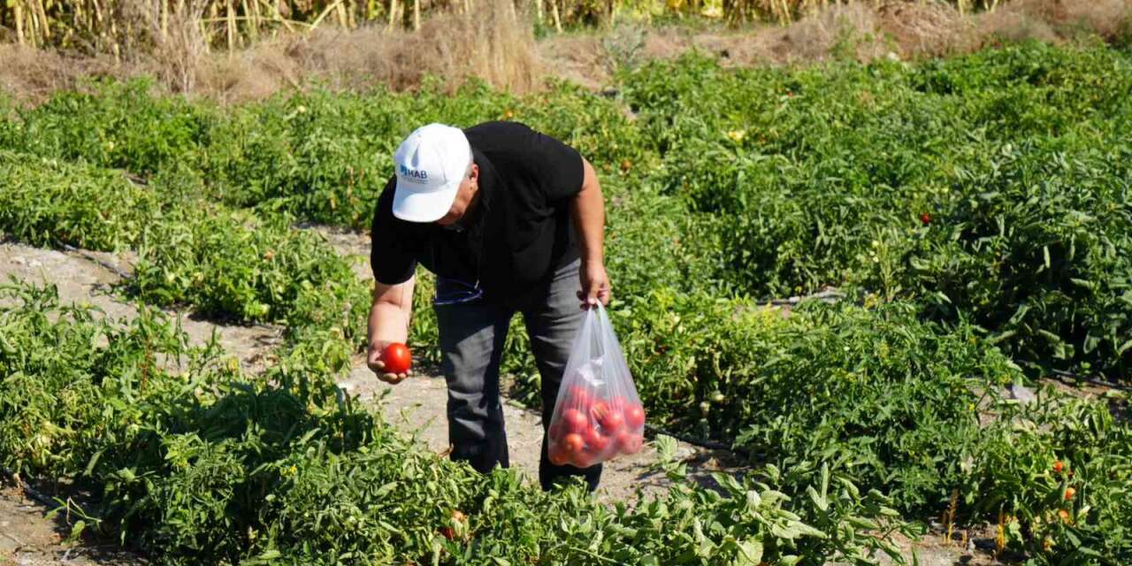 Ayaş domatesi hasadında yeni dönem: Vatandaş tarlaya gidip kendi topluyor