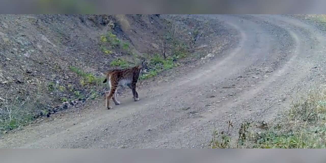 Ormanın hayaleti’ vaşak kameraya yansıdı